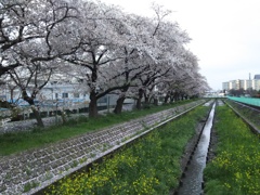 2017/04/09_芝川の桜と菜の花
