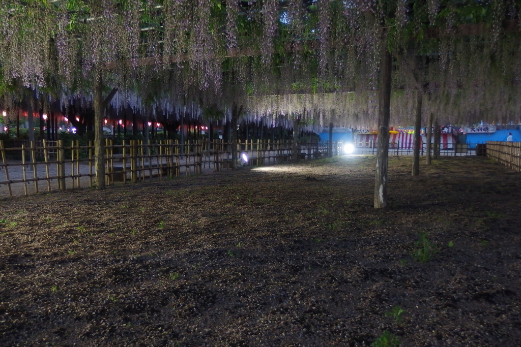 2016/05/07_玉敷公園の夕暮れ藤