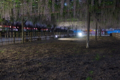 2016/05/07_玉敷公園の夕暮れ藤