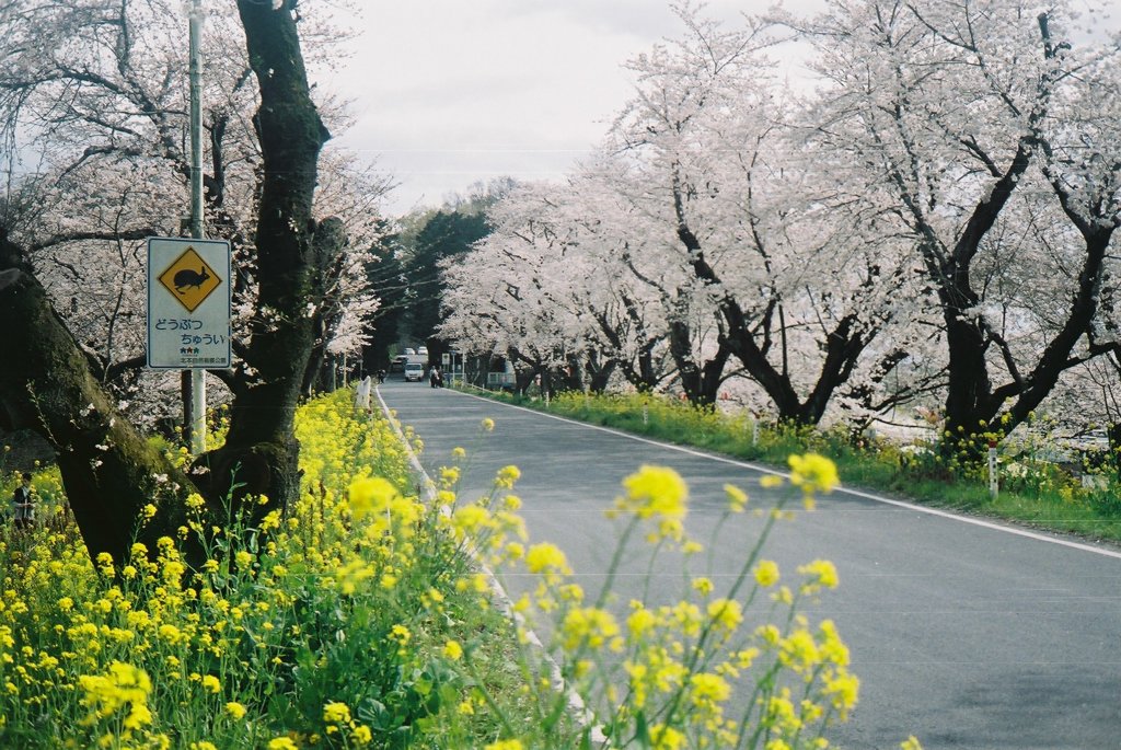 2016/04/03_城ヶ谷堤の桜と菜の花