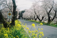 2016/04/03_城ヶ谷堤の桜と菜の花