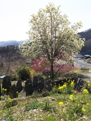 2018/03/25_花桃の郷