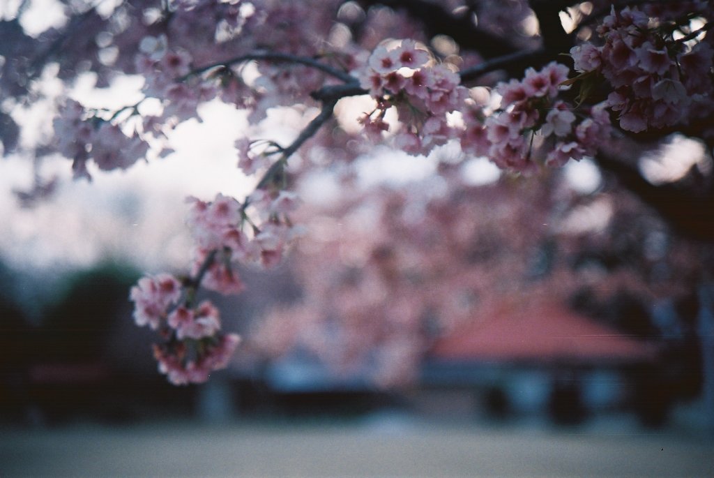 2016/03/27_放光寺の桜