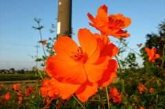 2015/09/22_キバナコスモス