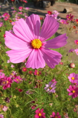 2014/06/15_伊奈バラ園のコスモス