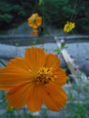 2016/09/10_巾着田のキバナコスモスとドレミファ橋