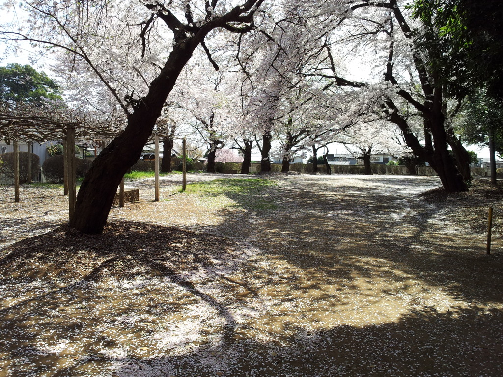 2019/04/06_氷川児童公園の桜
