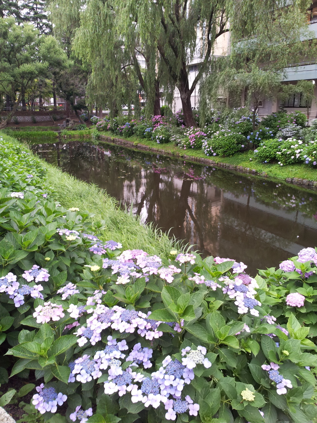 2016/07/16_盛岡城跡公園（岩手公園）鶴ケ池