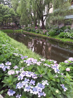 2016/07/16_盛岡城跡公園（岩手公園）鶴ケ池