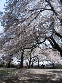 2019/04/06_氷川児童公園の桜