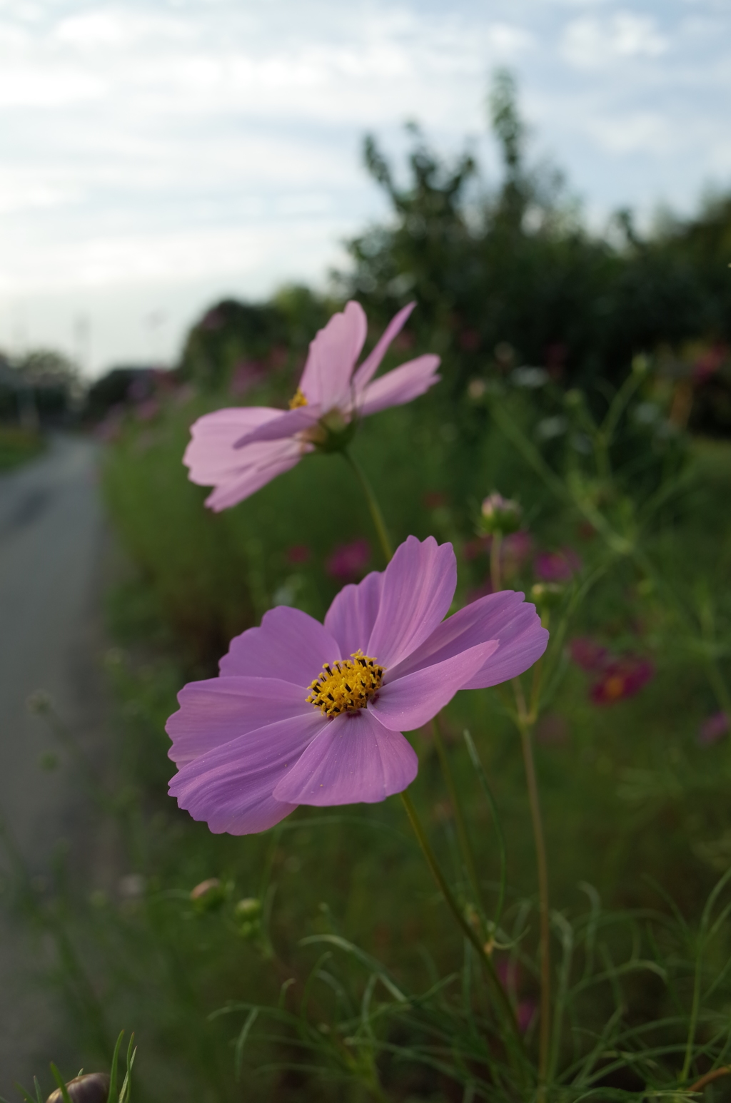 2015/10/03_コスモス