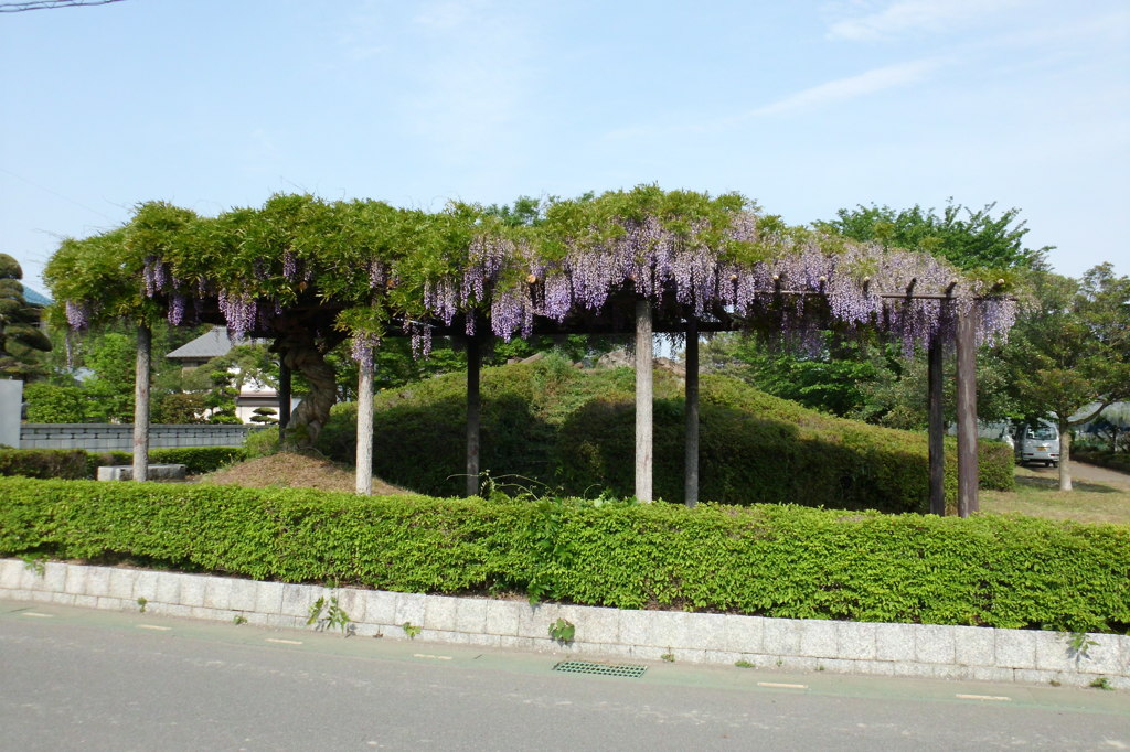 2014/05/03_藤棚