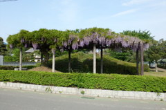 2014/05/03_藤棚
