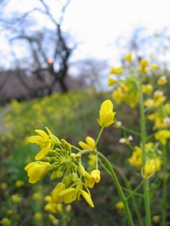 2016/03/27_城ヶ谷堤の菜の花