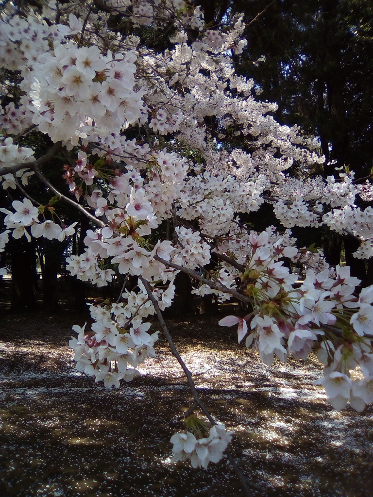 2019/04/06_氷川児童公園の桜