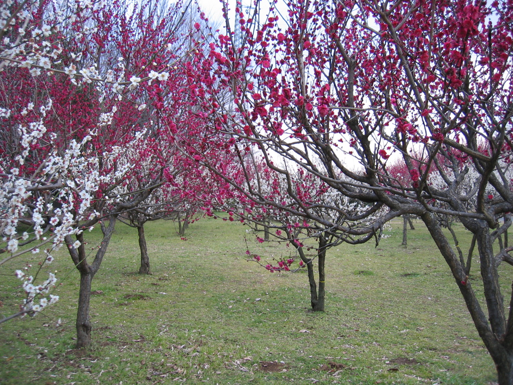 2016/02/28_花の丘農林公苑の紅白梅