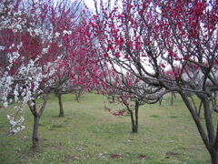2016/02/28_花の丘農林公苑の紅白梅