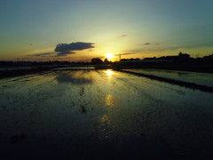 2017/06/03_水田の夕暮れ