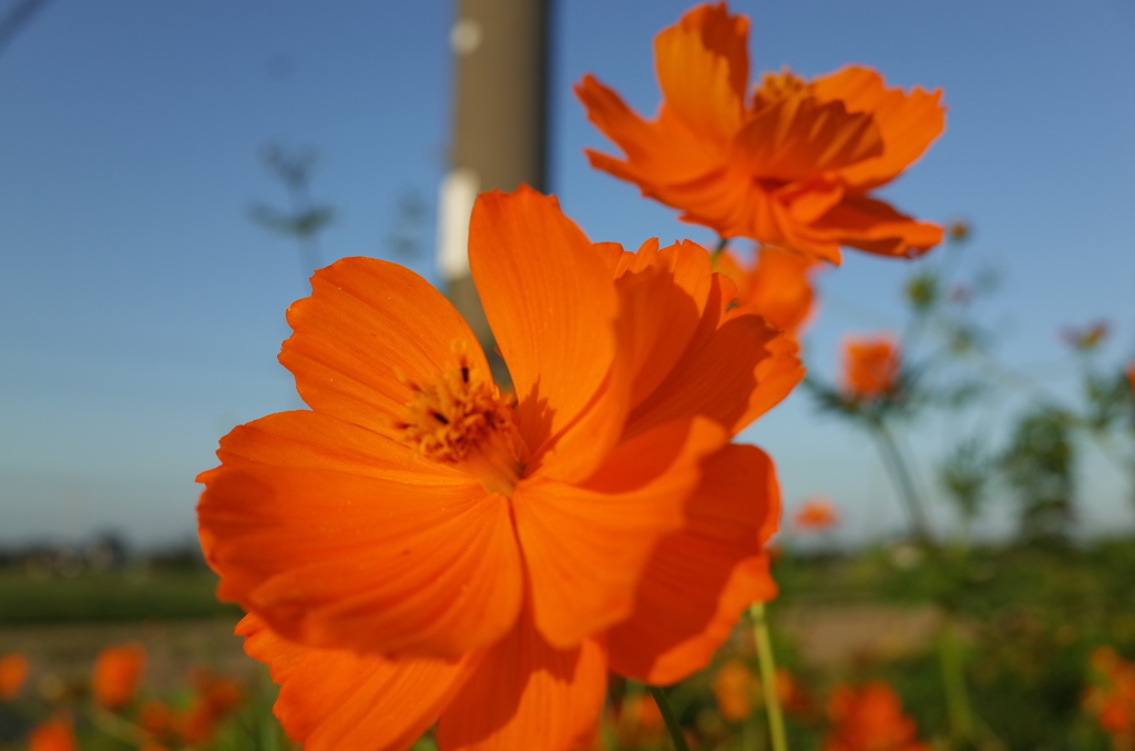 2015/09/22_キバナコスモス