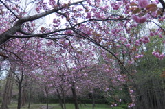 2015/04/12_伊奈町制施行記念公園の八重桜