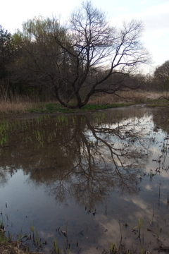 2016/03/26_北本自然観察公園
