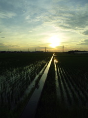 2017/07/02_水田の夕暮れ