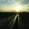 2017/07/02_水田の夕暮れ