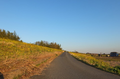 2014/03/15_堤防への道