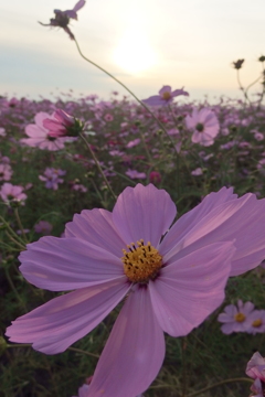 2015/11/01_吹上のコスモス畑