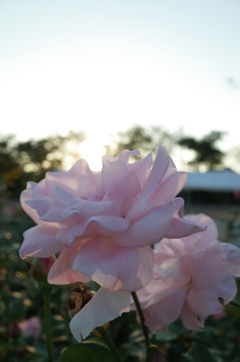 2015/10/18_伊奈バラ園の薔薇