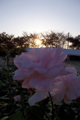 2015/10/18_伊奈バラ園の薔薇