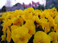 2017/04/02_花の丘農林公苑の花