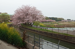 2016/04/10_見沼代用水の桜と菜の花