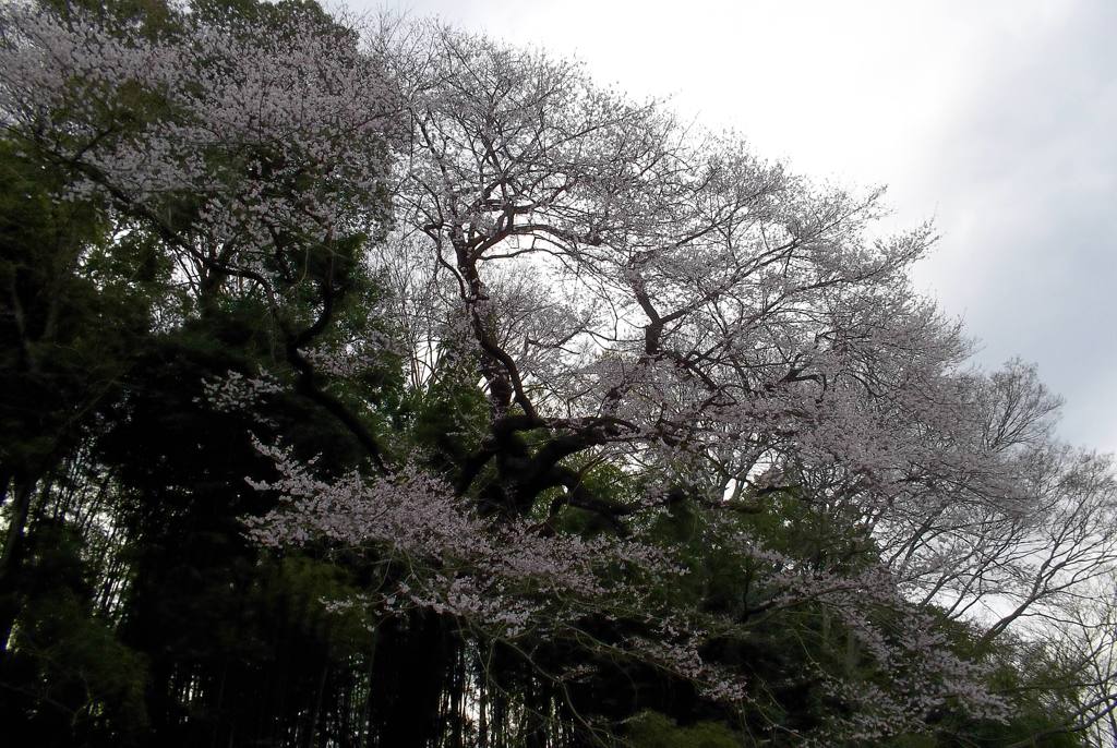 2016/03/27_北本自然観察公園のエドヒガンザクラ