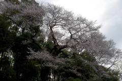 2016/03/27_北本自然観察公園のエドヒガンザクラ