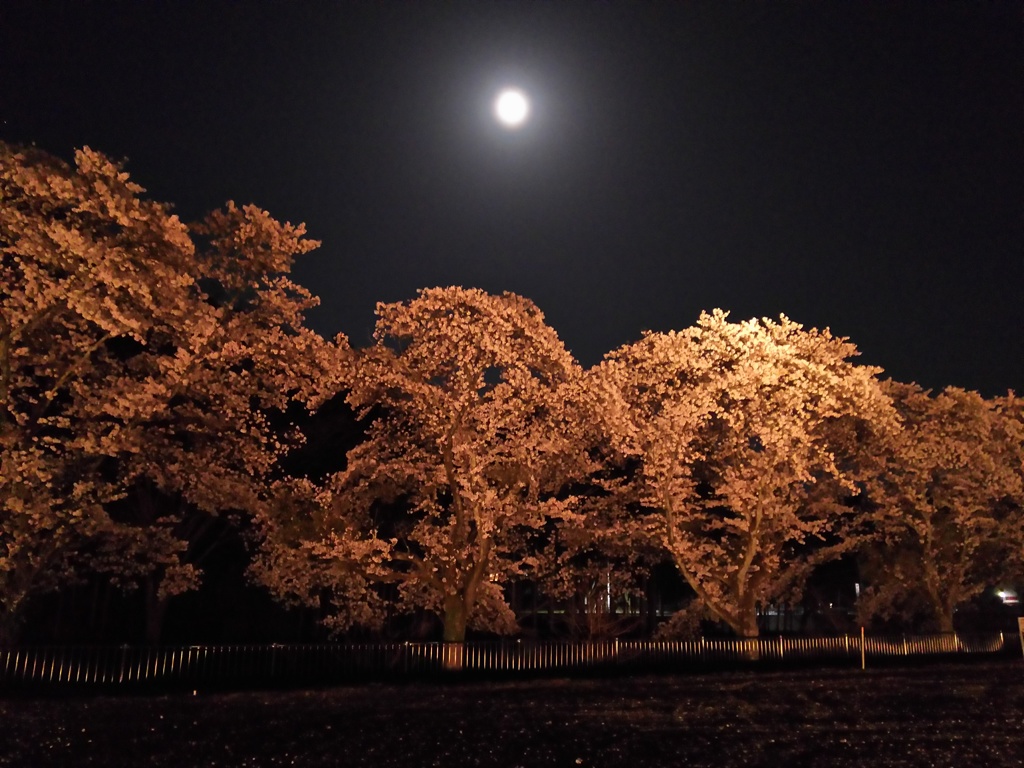 2018/03/31_外秩父の月夜桜
