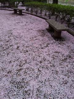 2016/04/10_氷川児童公園の桜