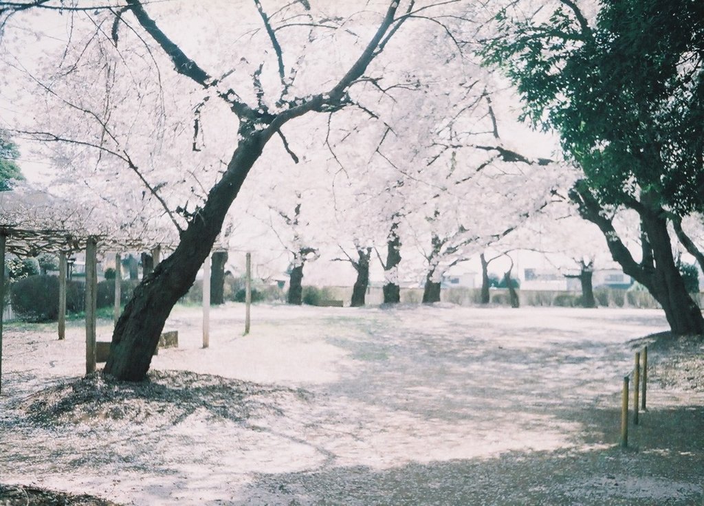 2019/04/06_氷川児童公園の桜
