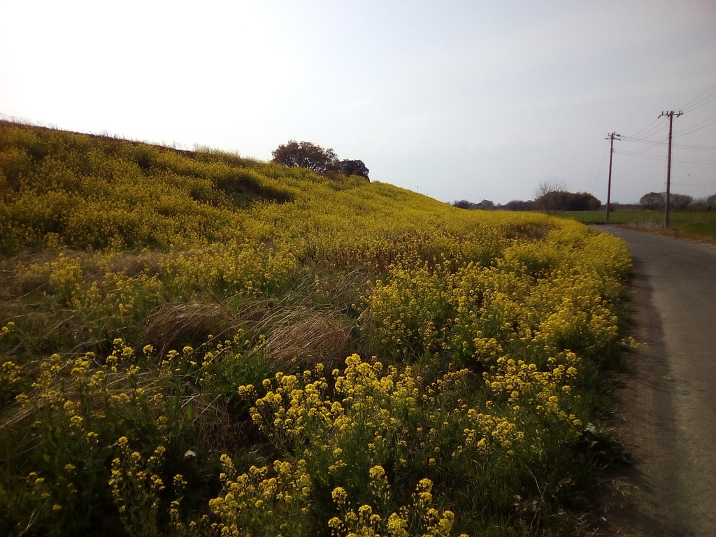 2019/04/07_荒川土手の菜の花