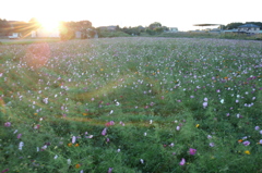 2015/10/25_夕暮れの蓮田駒崎コスモス畑