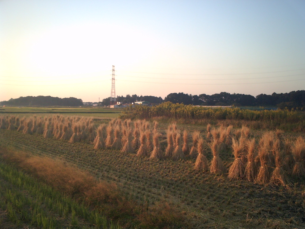 2016/10/15_夕暮れの田んぼ
