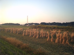 2016/10/15_夕暮れの田んぼ