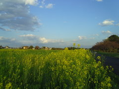 2017/04/15_菜の花と桜