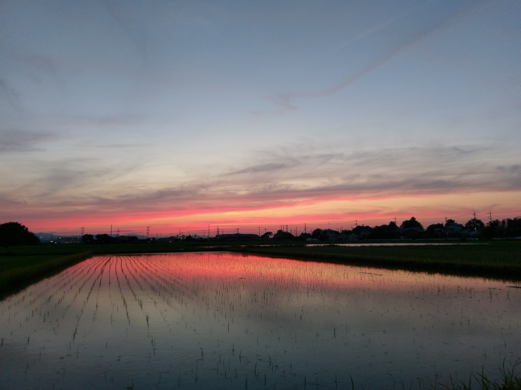 2018/06/24_水田の夕暮れ