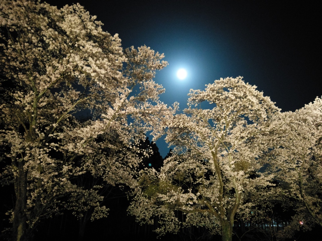 2018/03/31_外秩父の月夜桜
