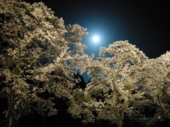 2018/03/31_外秩父の月夜桜