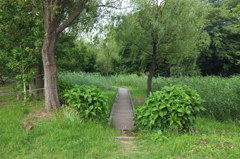 2014/06/21_ホタルの里