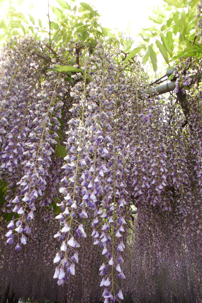 2015/05/03_玉敷公園の藤