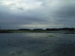 2017/05/27_水田の曇天