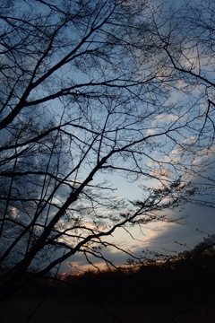 2016/03/26_北本自然観察公園の夕空